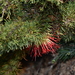 Beaufortia burbidgeae - Photo (c) Michael Keogh, some rights reserved (CC BY-NC-SA), uploaded by Michael Keogh