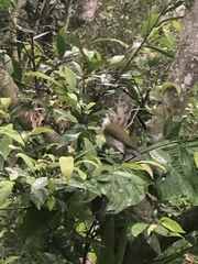 Saltator striatipectus