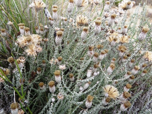 Image of Lachnospermum fasciculatum by (c) linkie, some rights reserved (CC BY)
