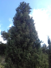 Cupressus sempervirens