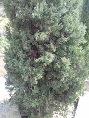 Cupressus sempervirens