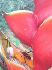 Leptoscelis tricolor