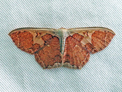 Zythos avellanea