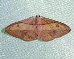 Hypochrosis hyadaria