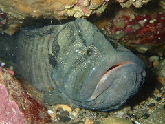 Monkeyface Prickleback photo 1
