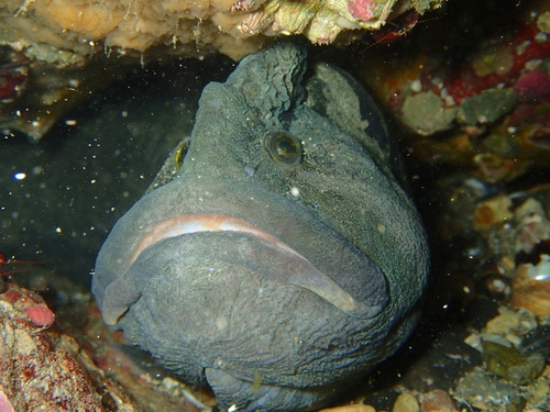 Monkeyface prickleback (Cebidichthys violaceus) — Stichaeidae — 3