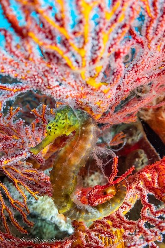 Tigertail seahorse