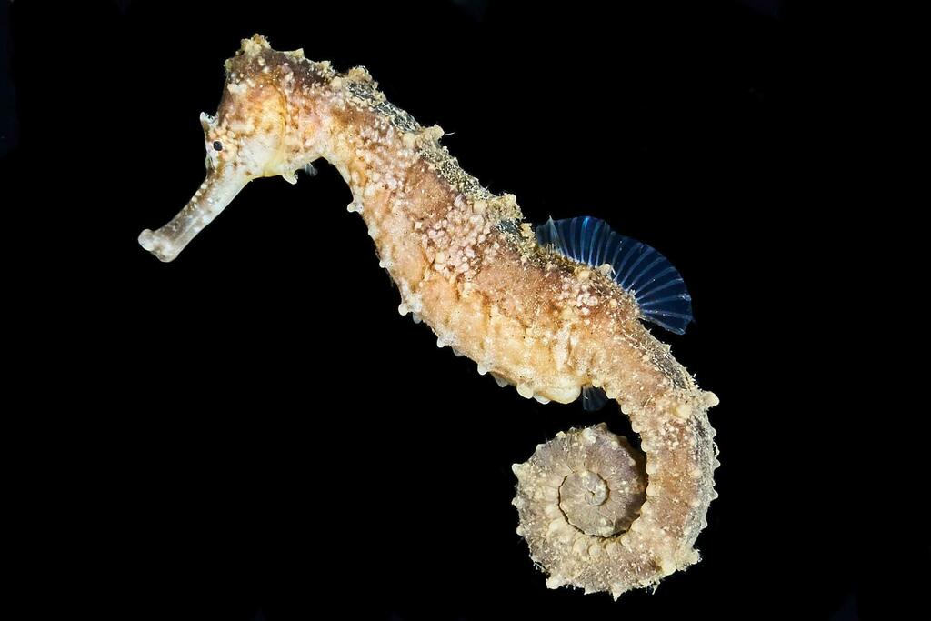 Fisher's Seahorse