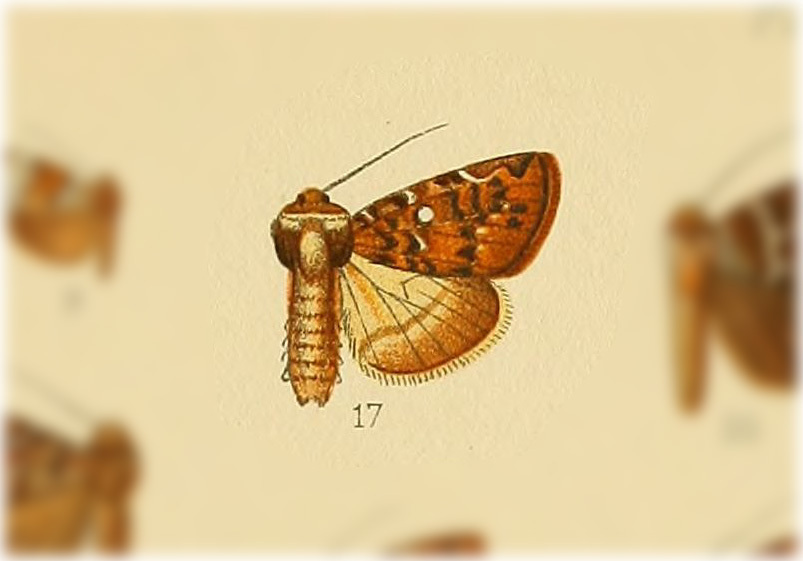 Elaphria thoracica