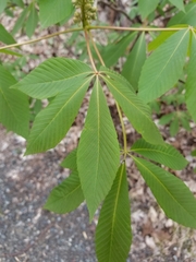 Aesculus sylvatica