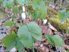 Jeffersonia