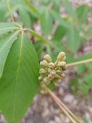 Aesculus sylvatica