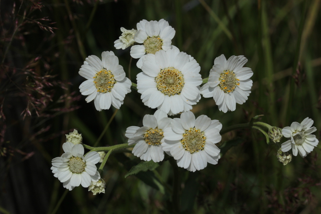 Pyrenean Sneezewort