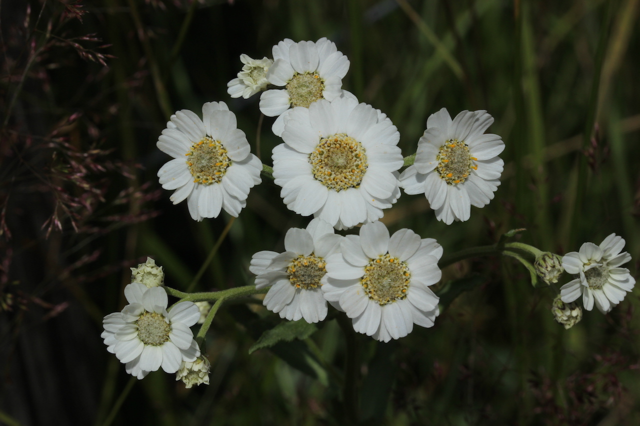 Achillea pyrenaica