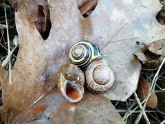 Cepaea nemoralis