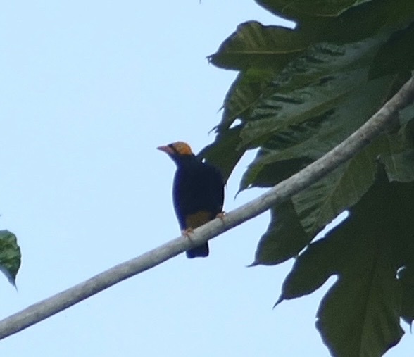 Yellow-faced Myna