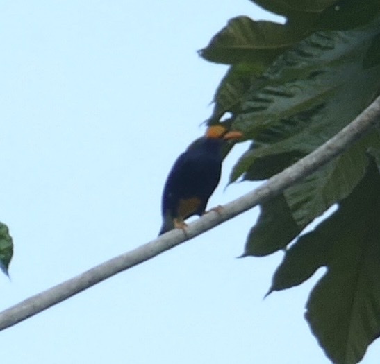 Yellow-faced Myna