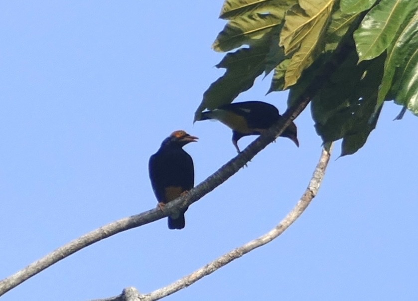 Yellow-faced Myna