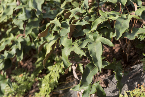 Three-finger tongue fern (Pyrrosia hastata)
