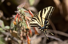 Papilio pilumnus