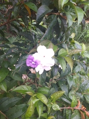 Brunfelsia pauciflora