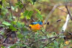 Passerina leclancherii