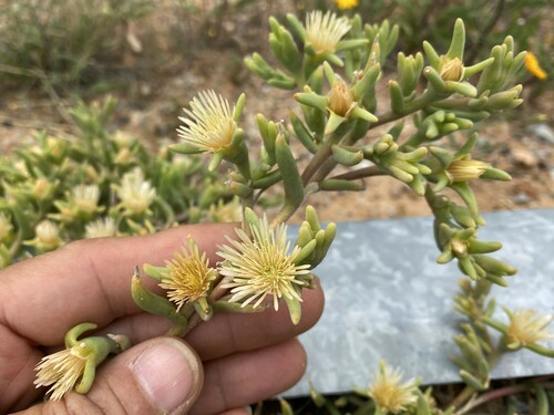 Mesembryanthemum flavidum