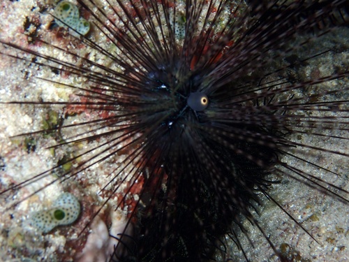 Sea Urchin