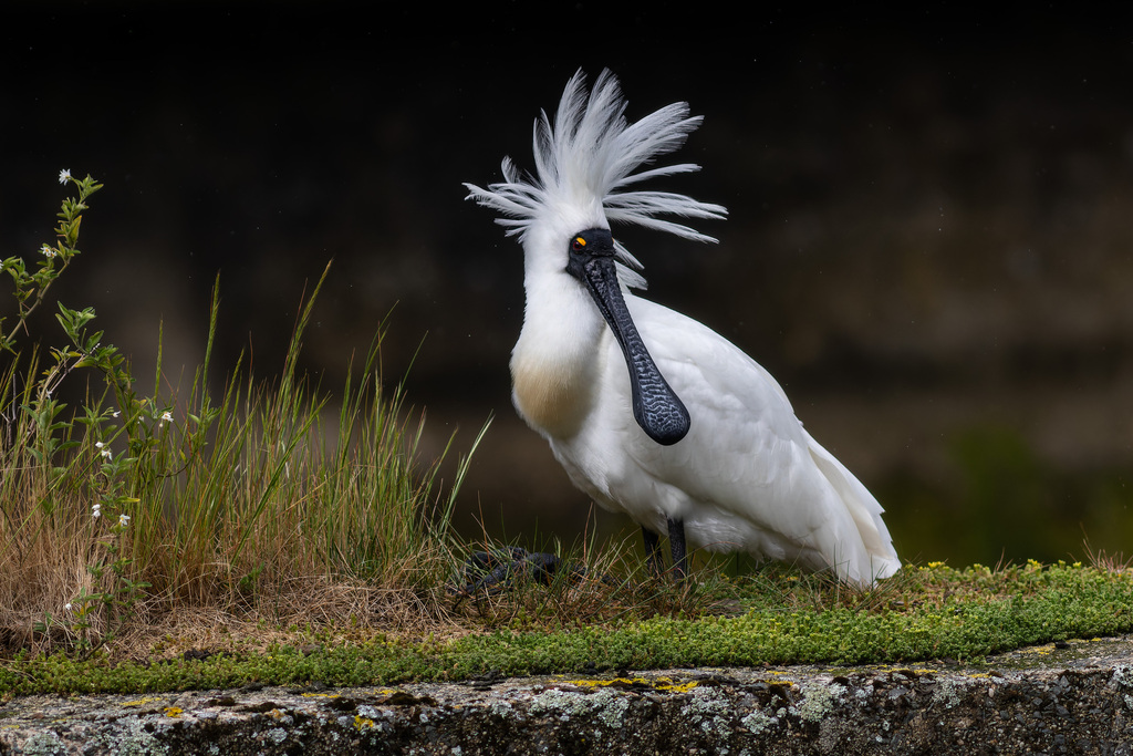 Royal Spoonbill from Dunedin North, Dunedin, New Zealand on November 23 ...