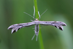 Calyciphora nephelodactyla