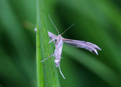 Calyciphora nephelodactyla