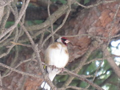 Carduelis carduelis