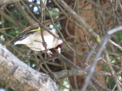 Carduelis carduelis