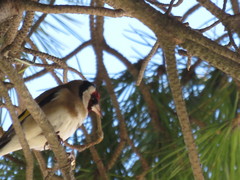 Carduelis carduelis