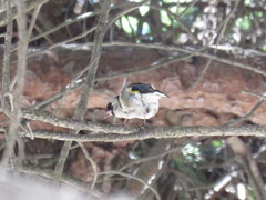 Carduelis carduelis