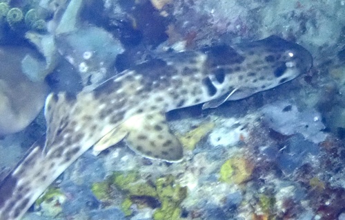 Indonesian Speckled Carpetshark (Hemiscyllium freycineti)