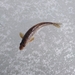 Volga Gudgeon - Photo (c) svg52, some rights reserved (CC BY-NC), uploaded by svg52