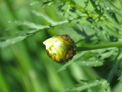 Glebionis coronaria