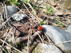 Coccinella septempunctata