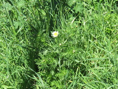 Glebionis coronaria