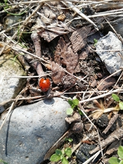 Coccinella septempunctata
