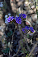 Phacelia infundibuliformis