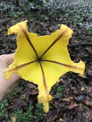 Solandra maxima