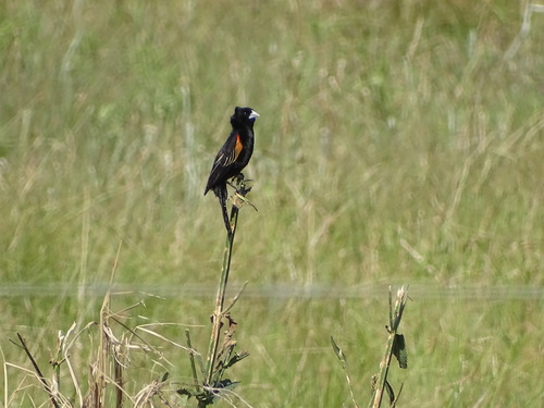 Obispo de Abanico (Euplectes axillaris)
