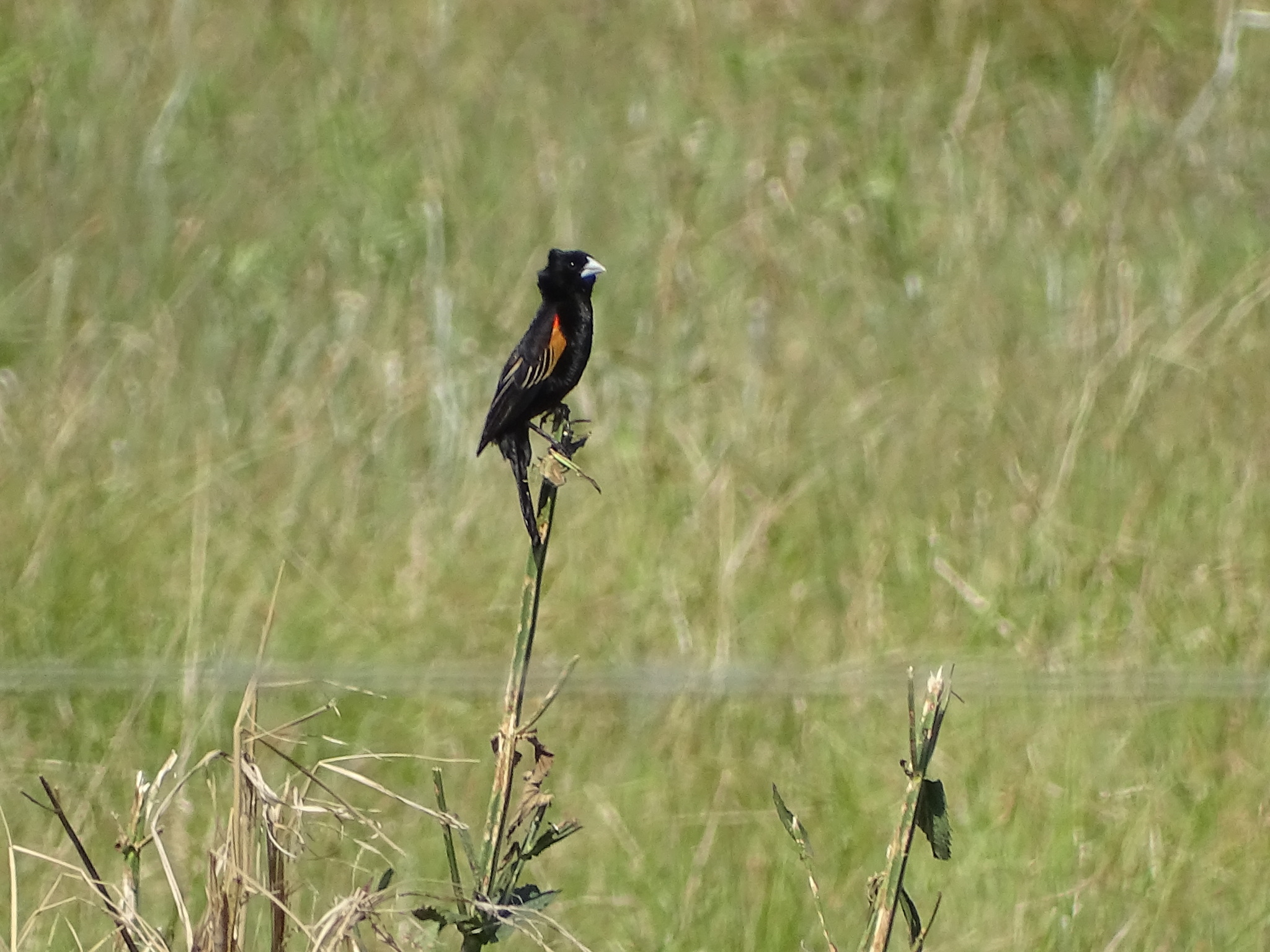 Fan-tailed Widowbird illustration