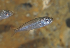 Red Sea-Bream photo 4