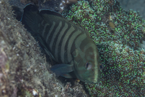Blue-lined coral cod (Cephalopholis boenak) — Serranidae — 5