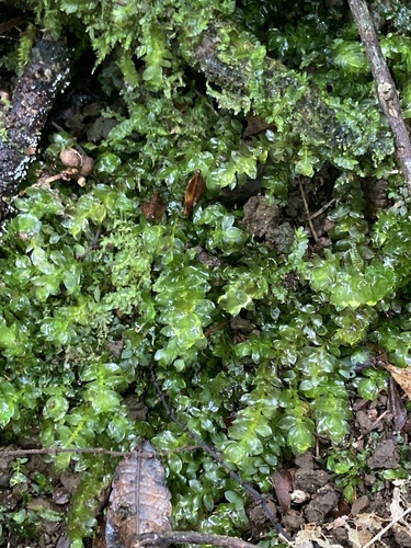 Calyptrochaeta asplenioides observed 2023-11-23