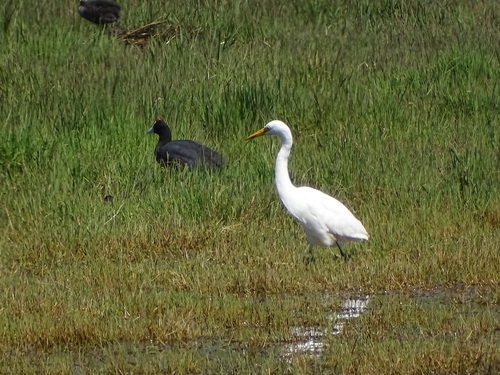 Yellow-billed Egret (Ardea brachyrhyncha), photo 8