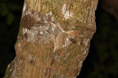 Mniarogekko chahoua